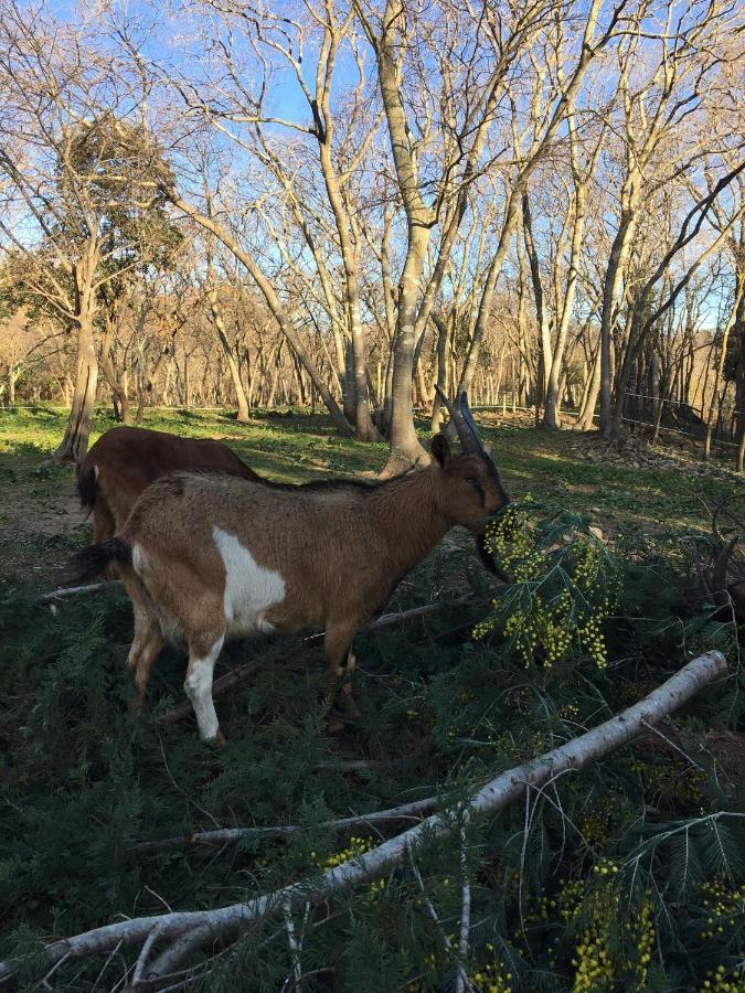 Gites De La Massane Argelès-sur-Mer Zewnętrze zdjęcie